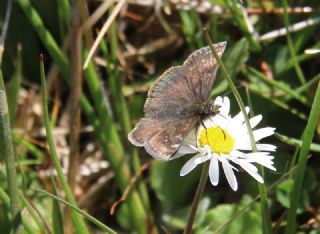 Pasl Zpzp (Erynnis tages)