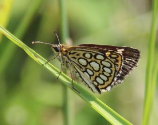 Beyaz Benekli Zpzp (Heteropterus morpheus)