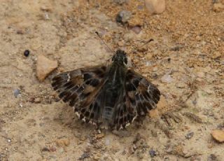 Hatmi Zpzp (Carcharodus alceae)