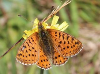 Kafkas Meneke Kelebei (Boloria caucasica)