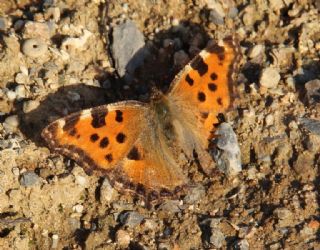 Karaaa Nimfalisi (Inachis polychloros)