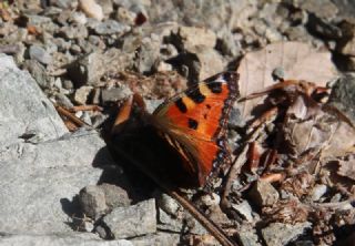 Karaaa Nimfalisi (Inachis polychloros)
