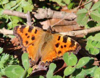 Karaaa Nimfalisi (Inachis polychloros)