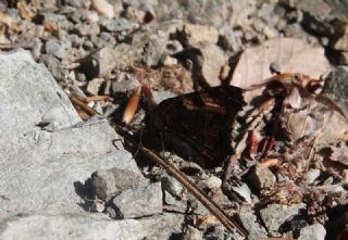 Karaaa Nimfalisi (Inachis polychloros)