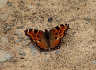 Karaaa Nimfalisi (Inachis polychloros)