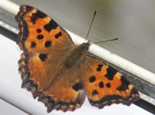 Karaaa Nimfalisi (Inachis polychloros)