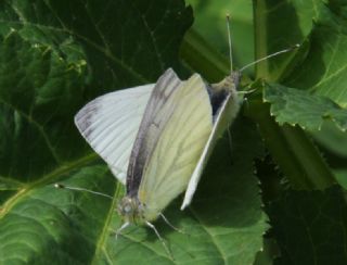 Yalanc Beyazmelek (Pieris pseudorapae)