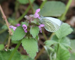 Yalanc Beyazmelek (Pieris pseudorapae)