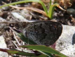 Kafkas Gzelesmeri (Erebia graucasica )