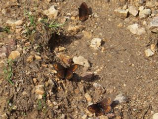 Orman Gzelesmeri (Erebia medusa )