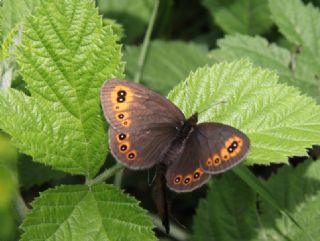 Orman Gzelesmeri (Erebia medusa )