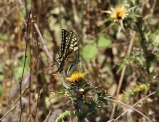 Krlangkuyruk (Papilio machaon)