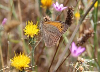 Esmerperi (Hyponephele lupina)