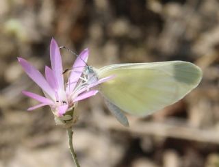 Doulu Narin Orman Beyaz (Leptidea duponcheli)