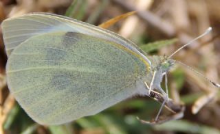 Byk Beyazmelek  (Pieris brassicae)