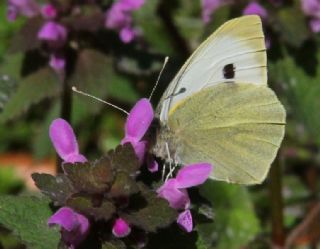 Byk Beyazmelek  (Pieris brassicae)