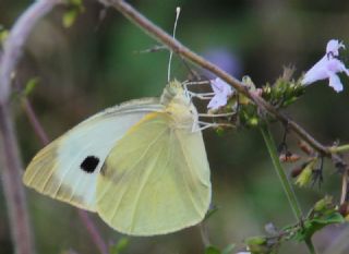 Byk Beyazmelek  (Pieris brassicae)