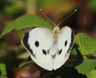 Byk Beyazmelek  (Pieris brassicae)
