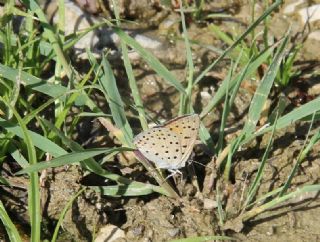 Alev Ategzeli (Lycaena kefersteinii)
