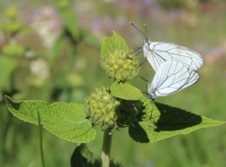 Al Beyaz (Aporia crataegi)