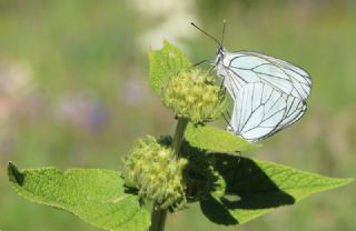 Al Beyaz (Aporia crataegi)