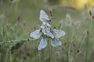 Al Beyaz (Aporia crataegi)