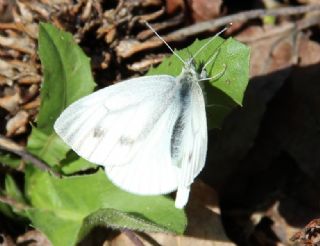 Yalanc Beyazmelek (Pieris pseudorapae)