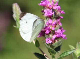 Kk Beyazmelek (Pieris rapae)