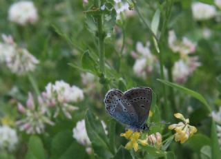 okgzl Geranium Mavisi (Aricia eumedon)