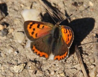 Benekli Bakr Gzeli (Lycaena phlaeas)