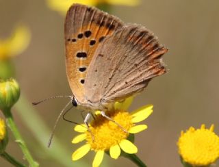 Benekli Bakr Gzeli (Lycaena phlaeas)