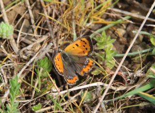Benekli Bakr Gzeli (Lycaena phlaeas)