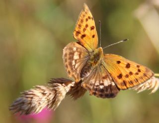 Orman Bakr Gzeli (Lycaena virgaureae)