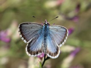 okgzl Balkan Mavisi (Aricia anteros )