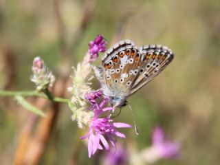 okgzl Balkan Mavisi (Aricia anteros )