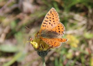 Kafkas Meneke Kelebei (Boloria caucasica)