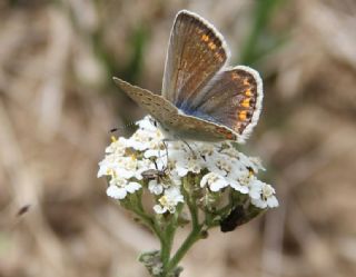 okgzl Mavi (Polyommatus icarus)