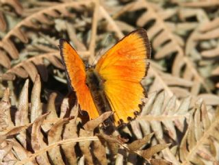 Alev Ategzeli (Lycaena kefersteinii)