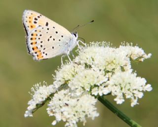 Kk Ate Gzeli (Lycaena thersamon)