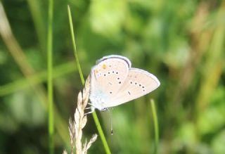 okgzl Gzel Mavi (Polyommatus bellis)