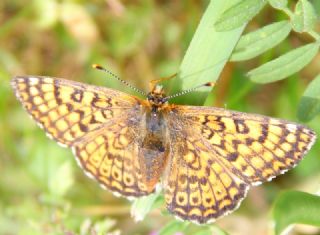 parhan (Melitaea cinxia)