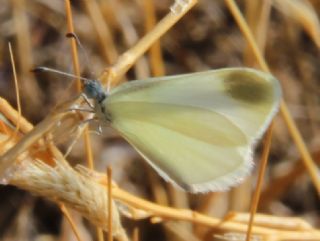 Doulu Narin Orman Beyaz (Leptidea duponcheli)