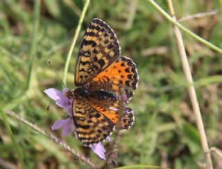 Benekli parhan (Melitaea didyma)