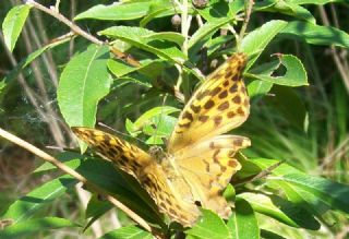 Cengaver (Argynnis paphia)