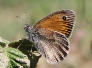 Kk Zpzp Perisi (Coenonympha pamphilus)