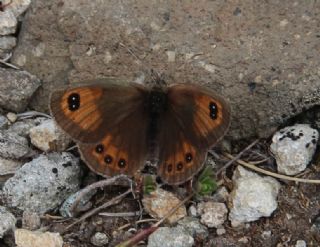 Harem Gzelesmeri (Erebia ottomana)