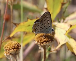 sli Bakr Gzeli (Lycaena tityrus)