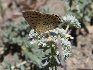 sli Bakr Gzeli (Lycaena tityrus)