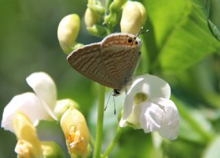 Lampides (Lampides boeticus)