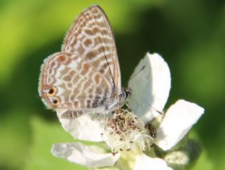 Mavi Zebra (Leptotes pirithous)